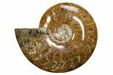 Polished Cretaceous Ammonite (Cleoniceras) Fossil - Madagascar #317867-1